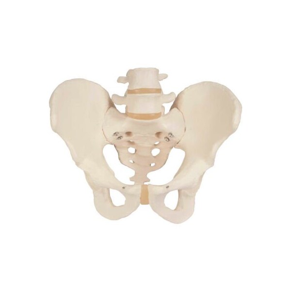 3B Anatomical Model - Male Pelvic Skeleton